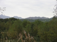 Coed Cors - SOLD photo 4