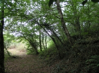 Coed Cors - SOLD photo 5
