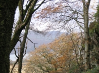 Coed Cwarrau - Quarry Wood - SOLD photo 2