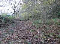 Coed Cwarrau - Quarry Wood - SOLD photo 3
