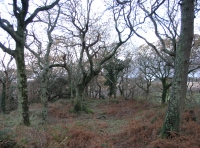 Coed Cwarrau - Quarry Wood - SOLD photo 4