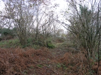 Coed Cwarrau - Quarry Wood - SOLD photo 6