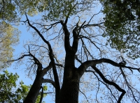 Coed Dyfrdwy - Dee Wood