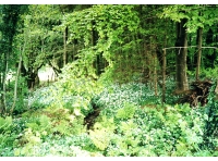 Coed Garth - Hill Wood photo 3