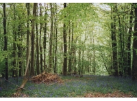 Coed Garth - Hill Wood photo 4