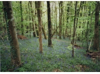 Coed Garth - Hill Wood photo 5