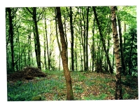 Coed Garth - Hill Wood photo 6