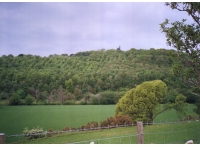 Coed Garth - Hill Wood photo 7