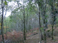 Path leading into the woodland.
