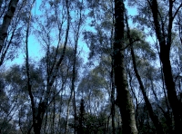 Birch trees close to the northern boundary.