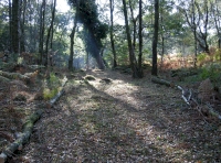 Path up to clearing.
