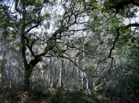Area of more mature oak trees in the eastern half of the woodland.