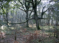 There are several other level and open areas in the woodland.