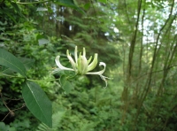 Coed Glyndwr - Glyndwr Wood - SOLD photo 3