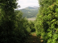 Coed Glyndwr - Glyndwr Wood - SOLD photo 6