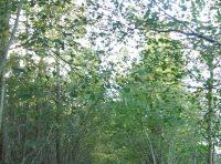 Coed Hafod photo 2
