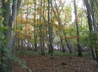 Coed Hafod photo 3