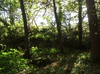 Coed Hafod photo 4