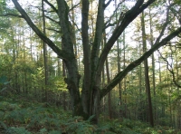 Coed Hafod photo 5