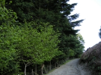 Western edge of the wood