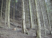 Mature trees deep within the woodland