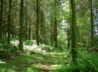 Coed Idris - Idris Wood photo 2