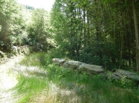 Coed Idris - Idris Wood photo 3