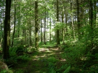 Coed Idris - Idris Wood photo 4