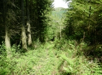Coed Idris - Idris Wood photo 5