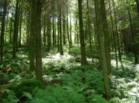 Coed Idris - Idris Wood photo 6