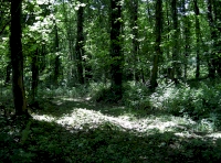 Level clearing at east edge of the wood