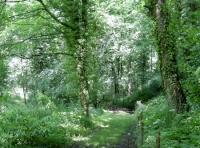 Access track approaching the woodland