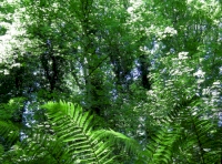 Shuttlecock fern