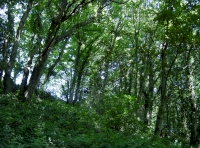 Sycamore trees in the west half of woodland