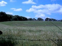 View from the north east corner of the woodland