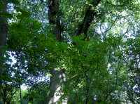 A huge majestic oak tree in upper part of the woodland