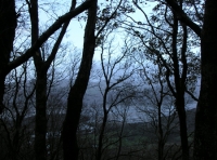 Coed Murddyn - Murddyn Wood - SOLD photo 2