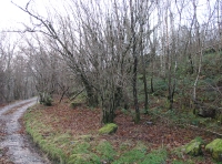 Coed Murddyn - Murddyn Wood - SOLD photo 3