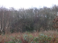 Coed Murddyn - Murddyn Wood - SOLD photo 4
