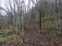 Coed Murddyn - Murddyn Wood - SOLD photo 5