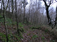 Coed Murddyn - Murddyn Wood - SOLD photo 6