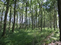 Coed Nant Glas - Green Valley Wood