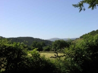 Coed Nant Glas - Green Valley Wood - SOLD photo 2