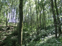 Coed Nant Glas - Green Valley Wood - SOLD photo 3