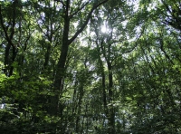 Coed Nant Glas - Green Valley Wood - SOLD photo 5