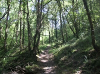 Coed Nant Glas - Green Valley Wood - SOLD photo 6