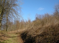 Coed Newydd photo 2