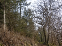 Coed Newydd photo 3