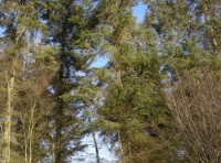 Coed Newydd photo 4