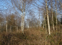 Coed Newydd photo 5
